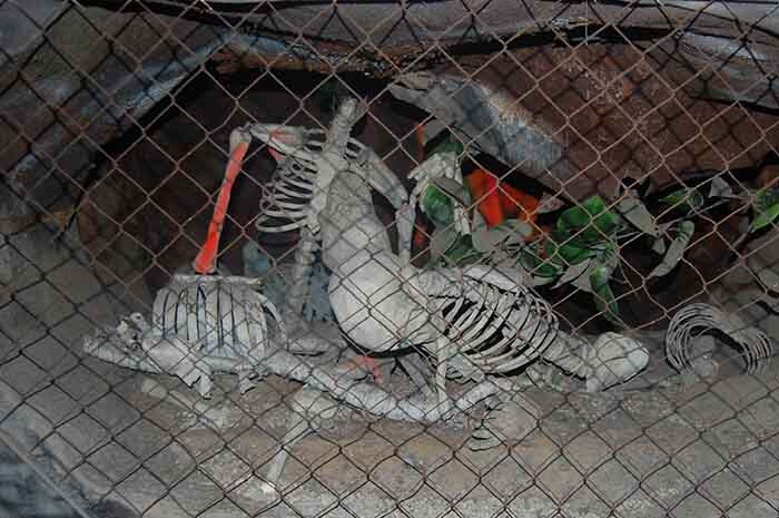 skeletons