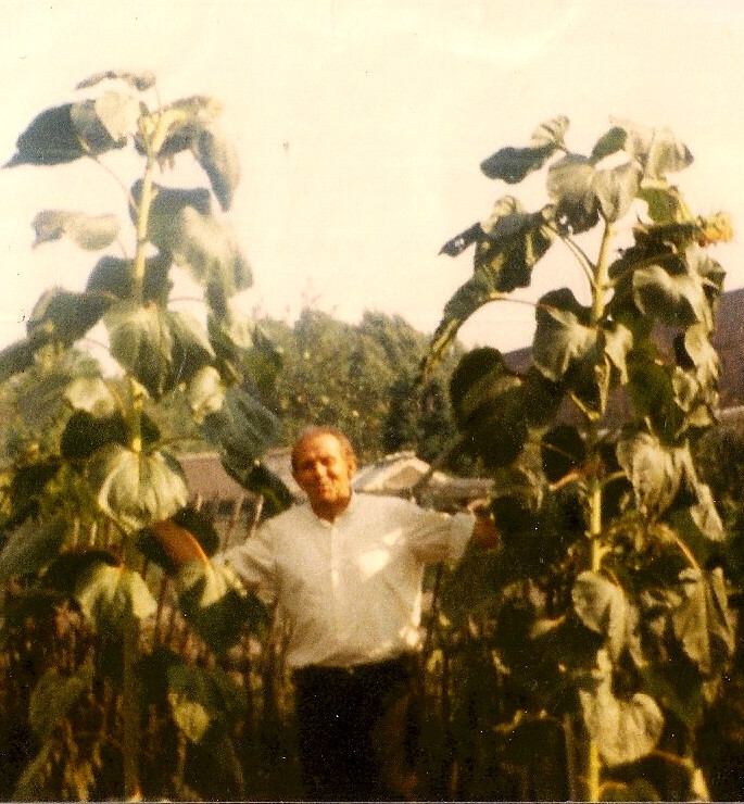 grandad with sunflowers