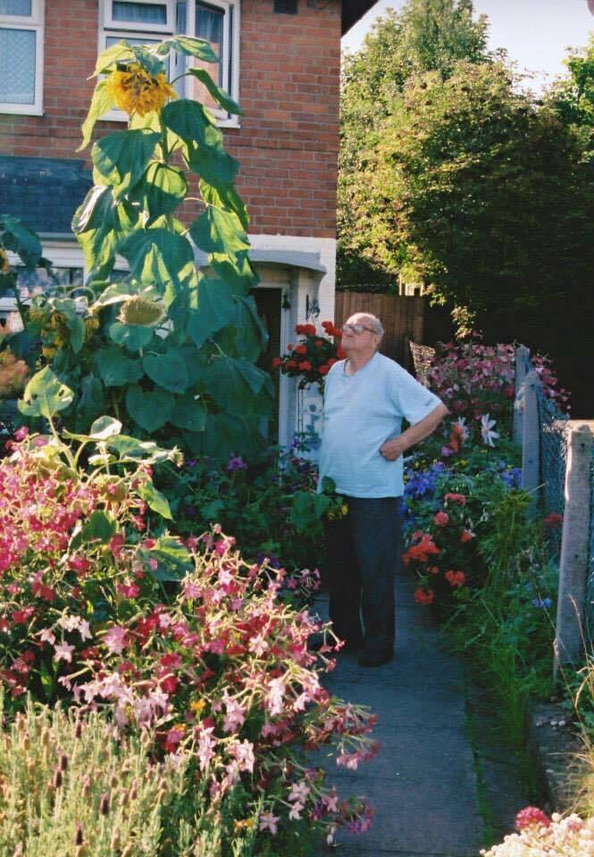 grandad with sunflowers 2