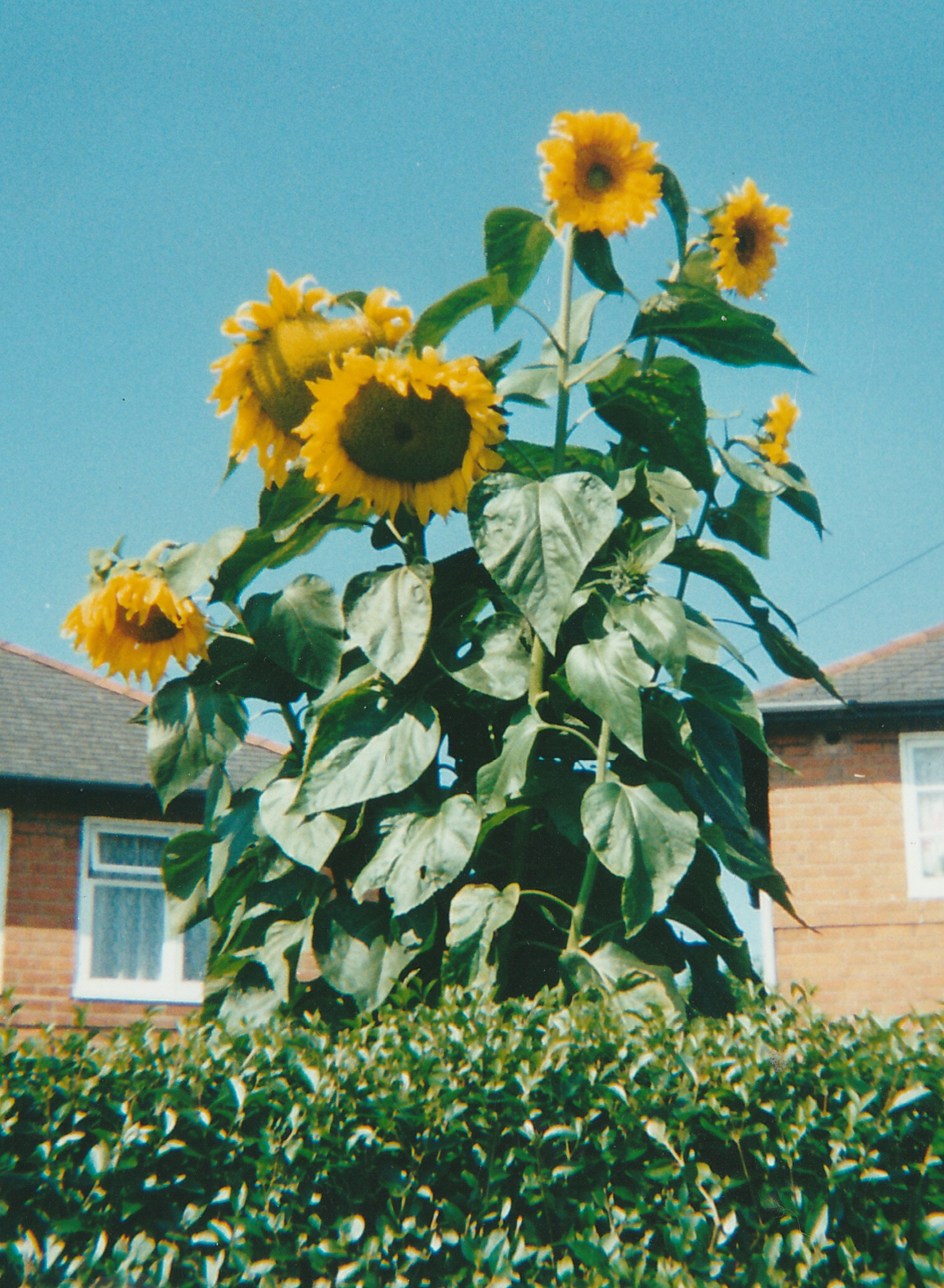 sunflowers