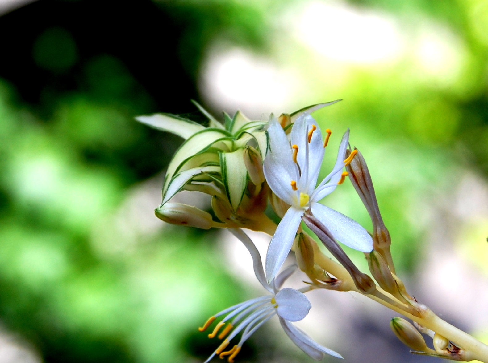 spider plant